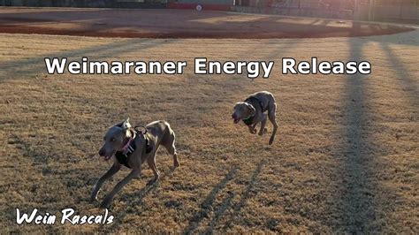 Weimaraner Energy 